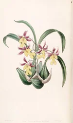 Mexicoa ghiesbreghtiana (como sin. Odontoglossum warneri var. purpuratum)